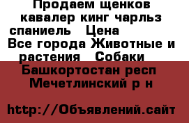 Продаем щенков кавалер кинг чарльз спаниель › Цена ­ 60 000 - Все города Животные и растения » Собаки   . Башкортостан респ.,Мечетлинский р-н